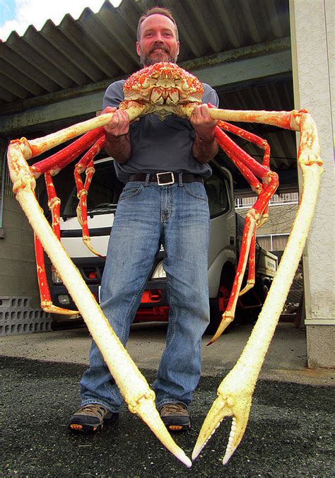 japanese spider crab size